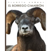 El Borrego Cimarrón