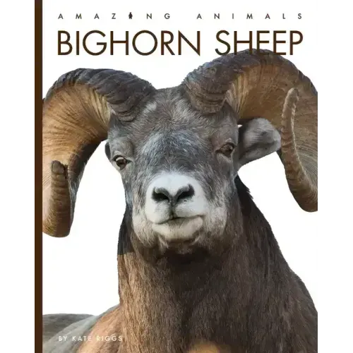 Bighorn Sheep