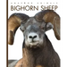 Bighorn Sheep