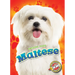 Maltese