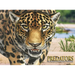 Predators: The World's Deadliest Animals