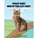What Does Meeco The Cat Like?