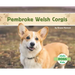 Pembroke Welsh Corgis