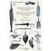 Angling in Australia and New Zealand - A Selection of Classic Articles on Spear Fishing, Sharks, Trout and Other Fish of the Antipodes (Angling Series