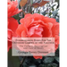 Everblooming Roses For The Outdoor Garden of the Amateur: The Culture, Description and Care of Roses