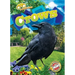 Crows