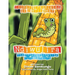 Ndiwulira: The Procrastinating Corn Earworm
