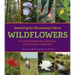 Searching for Minnesota's Native Wildflowers: A Guide for Beginners, Botanists, and Everyone in Between