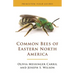 Common Bees of Eastern North America