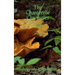 The Chanterelle Chronicles: A Myth