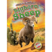 Bighorn Sheep