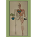 My Eclectic Human Body: Eclectic Knowledge Journey (Summaries, Principles & Exercises)