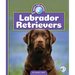 Labrador Retrievers