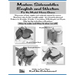 Modern Side Saddles, English and Western: For the Model Horse Arena