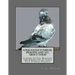 Long Faced Tumbler Pigeons and All About Them: A Guide To The Breeding and Exhibiting of Long Face Tumbler Pigeons