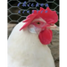 Chicken Scratch