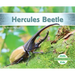 Hercules Beetle