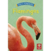 Flamingos