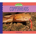 Copperheads