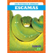 Escamas (Scales)