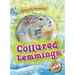 Collared Lemmings