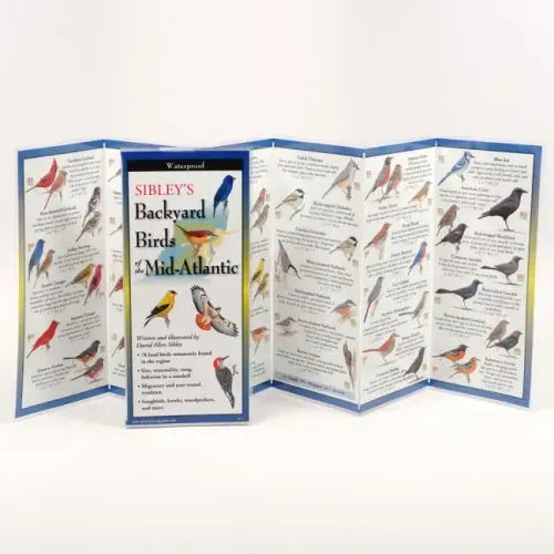 Sibley's Back. Birds of Mid-Atlantic