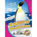 Emperor Penguins