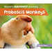 Proboscis Monkeys
