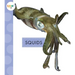 Squids