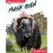 Musk Oxen