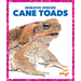 Cane Toads