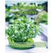 DIY Hydroponic Gardens: The Complete Guide to Setting Up and Create DIY Sustainable Hydroponics Garden With The Best Techniques For Growing Fr
