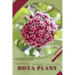 Hoya plant: Plant Guide