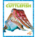 Cuttlefish