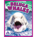 Beluga Whales