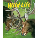 The Wild Life of Elk