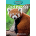 Red Pandas