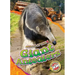 Giant Anteaters