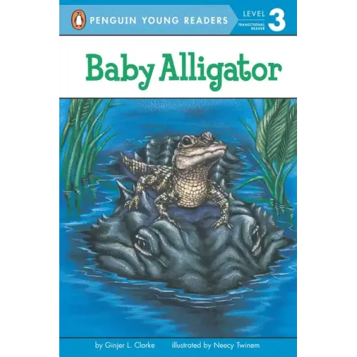 Baby Alligator