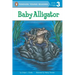 Baby Alligator