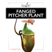 Fanged Pitcher Plant