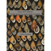Icons of Evolution: Pacific Island tree-snails of the family Partulidae