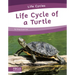 Life Cycle of a Turtle