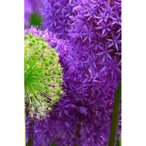 Blossoms: Alliums Are Hardy Bulbs That Produce Dramatic Balls of Purple, Blue, Yellow or Pink Flowers Atop Stiff, Upright Stems.