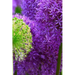 Blossoms: Alliums Are Hardy Bulbs That Produce Dramatic Balls of Purple, Blue, Yellow or Pink Flowers Atop Stiff, Upright Stems.