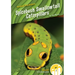 Spicebush Swallowtail Caterpillars