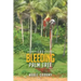 The Bleeding Palm Tree