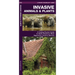 Invasive Animals & Plants: A Folding Pocket Guide to North America's Most Aggressive Invasive Species