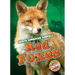 Red Foxes