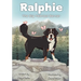 Ralphie the Big Hearted Berner